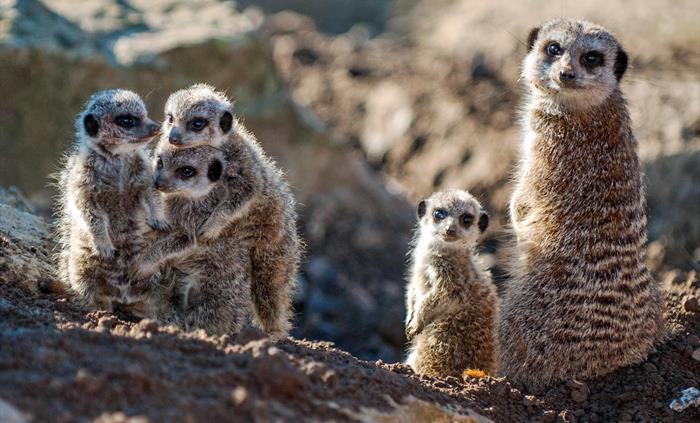 Meerkats at Folly Farm